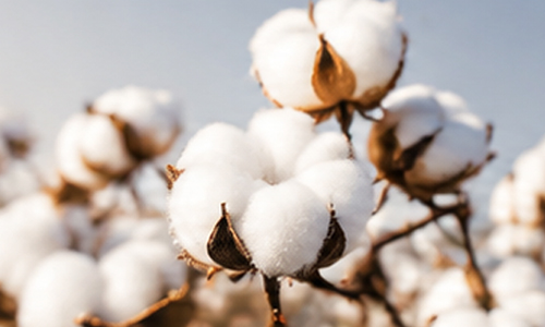 Alen Home Textile Co., Ltd.